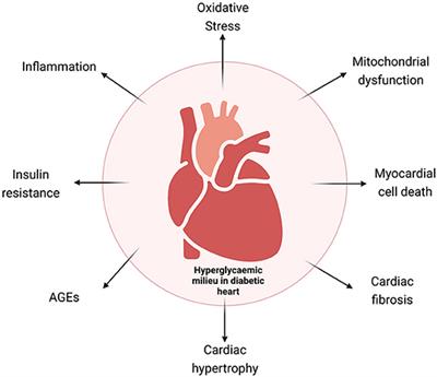 Molecular Mechanisms and Epigenetic Regulation in Diabetic Cardiomyopathy